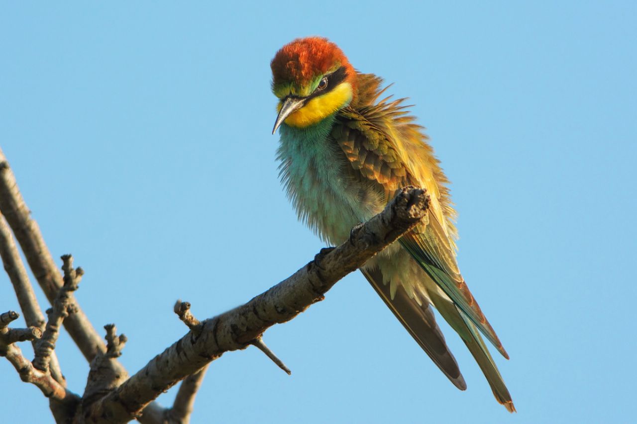 Gruccione (Merops apiaster)